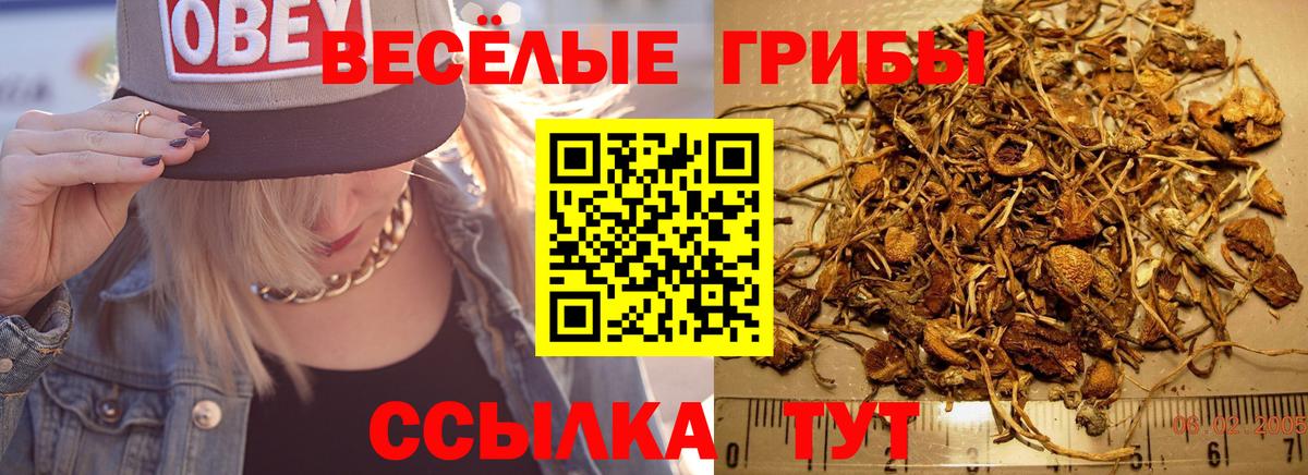 Галлюциногенные грибы прущие грибы  Алексеевка  Псилоцибиновые грибы Psilocybine cubensis 